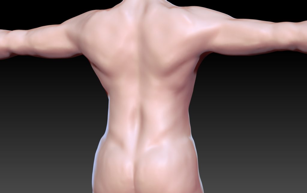 Backside of a male sculpt I was working on